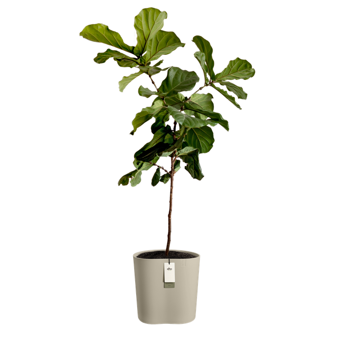 eden aquacare medium 40cm zacht taupe